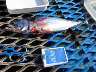 20111012-fish.jpg